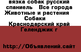 вязка собак русский спаниель - Все города Животные и растения » Собаки   . Краснодарский край,Геленджик г.